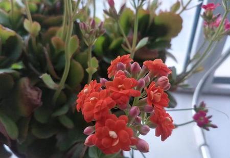 今日头条 中老年人(丰富老年人业余生活,实现老有所乐)