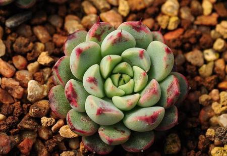 多肉要晒太阳还是不晒太阳(多肉喜阴喜阳)