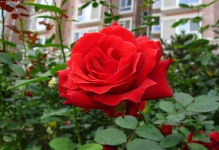 张作霖与张学成的关系(张学良是张作霖的长子嘛)