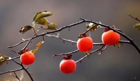 柿子树怎么修剪,柿子树的修剪方法(柿子树的管理和修剪)