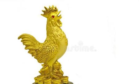 属鸡的智商排名第几(性格自强是什么意思)