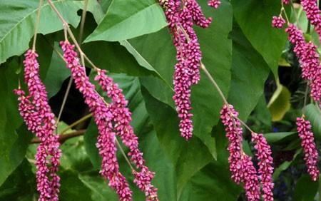 端午节是不是传统节日(端午节被列为国家法定节假日有何意义)