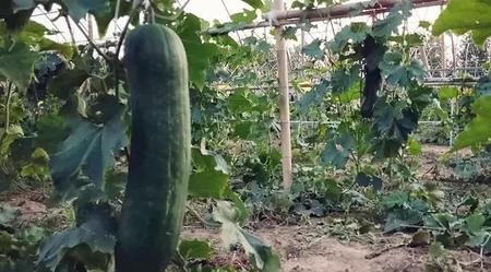 冬瓜适合什么时候种植(天冬的种植季节是什么时候?)