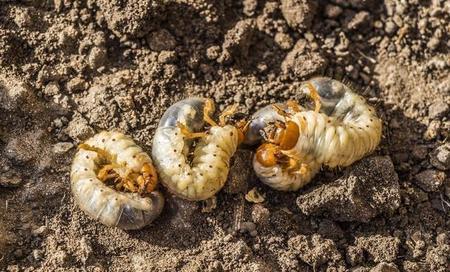 蛴螬最怕什么(皲和龟的区别)