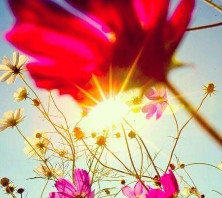 心若向阳,何惧悲伤