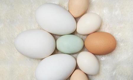 孕妇吃鹅蛋一天吃几个比较好(孕晚期一天一个鹅蛋可以吗)