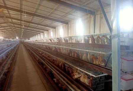 农民怎么种地(养肉牛种什么草最好)