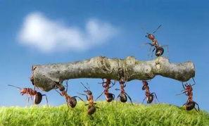 为什么白蚁窝的土能做水泥(白蚁会不会使水泥房倒塌)