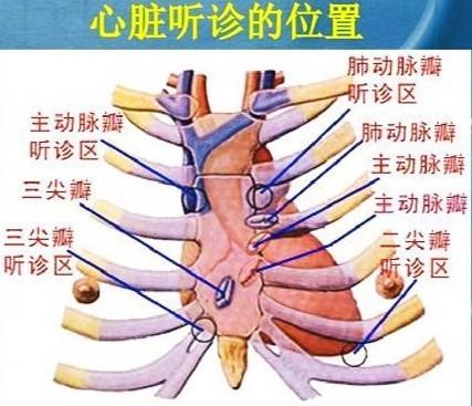 医生听诊器听诊需要掀起衣服吗