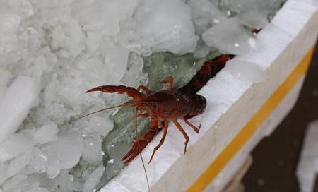 为什么回家搞养殖都亏了