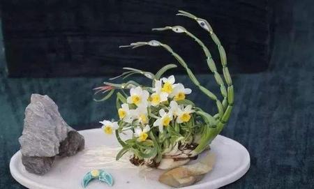 为什么有的水仙不开花(水仙花骨朵蔫了不开怎么办)