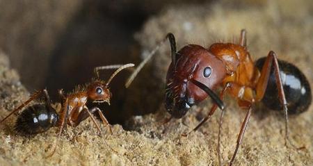 蚂蚁拿着一根树枝(一只蚂蚁扛着树枝打一成语)
