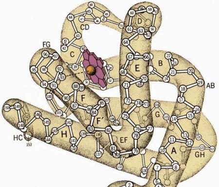 蛋白质的三级结构是什么形状(蛋白质三级结构的模体结构)