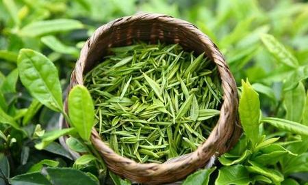 嚼绿茶叶有什么好处(干吃茶叶的好处与坏处)