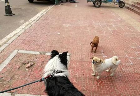 边牧如何养好(边境牧羊犬的饲养方法)