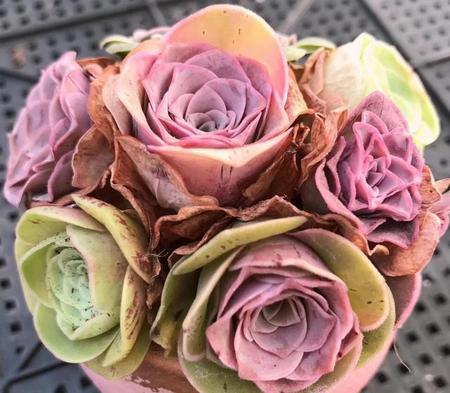 多肉山地玫瑰的养殖方法和注意事项