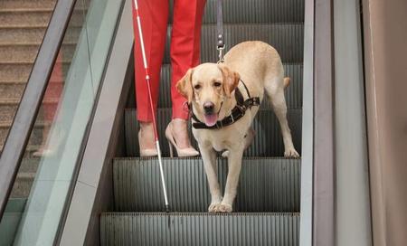 导盲犬上公交车,有人反对有人支持