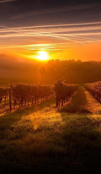 人为什么会被情所困(为什么总是为情所困)