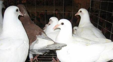 鸽子为什么不能杀只能淹死(鸽子血要不要放掉)