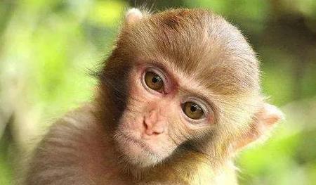 属猴的人好不好(猴的命运好不好呢?)