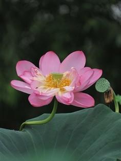 荷花的外形特征是什么50字