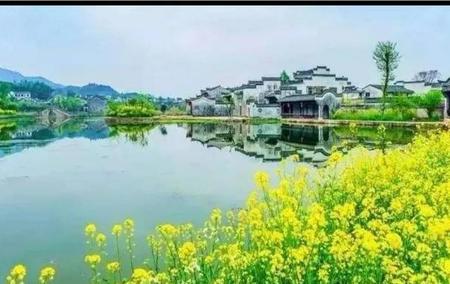 油菜播种后几天出苗(油菜发芽温度要求)