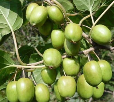 软枣猕猴桃和猕猴桃的区别(软枣猕猴桃)