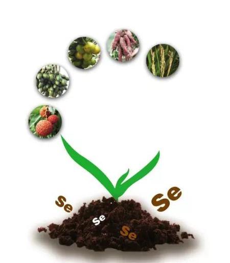 什么食物含硒高而且好吸收(什么食物营养高又容易吸收)