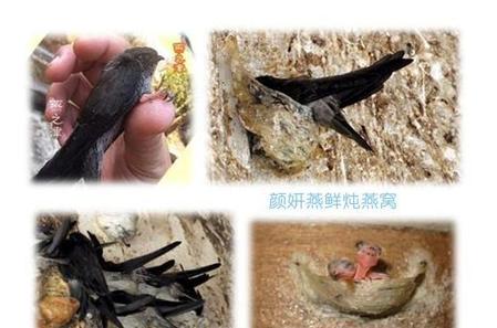 吃燕窝对燕子有伤害吗(燕窝会伤害燕子吗)