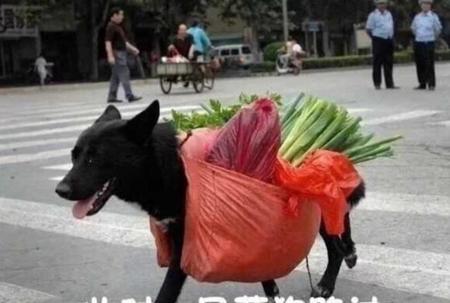 沙雕笑话大全 爆笑简短(沙雕笑话段子)