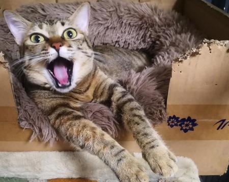 猫会不会被打服(猫咪被打怕了屈服了的表现)