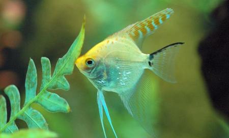 清水摸鱼是什么意思(梦见浑水摸鱼是什么意思)