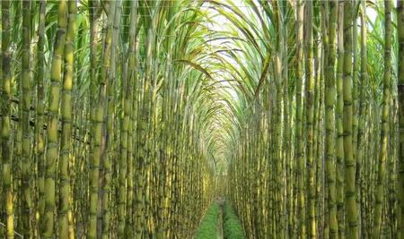 黑甘蔗怎么样种植管理(黑皮甘蔗的种植与管理)