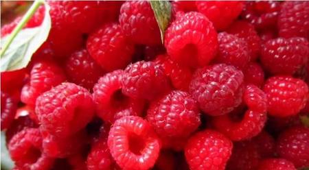 树莓如何种植技术(树莓种植技术及条件)