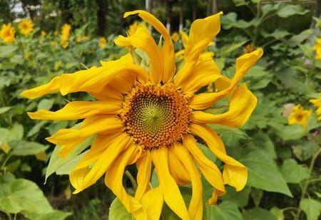 5块的烟和50的烟区别在哪(5块钱和50块的香烟区别)