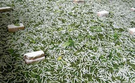 蚕宝宝如何孵化(蚕卵怎么孵化成蚕宝宝)