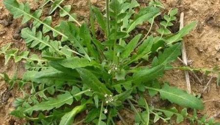 所有的野菜叫什么名字