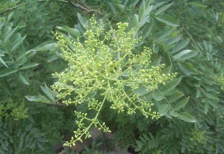 槐米的作用是什么