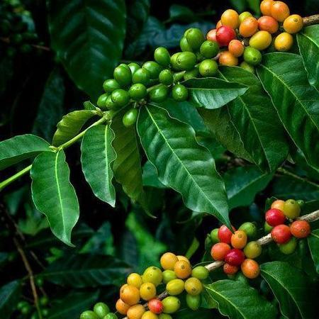 咖啡大全(世界最顶级的咖啡)