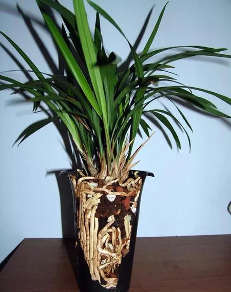 兰花刚上盆能浇水吗(养兰花可以经常在叶子上喷水吗)