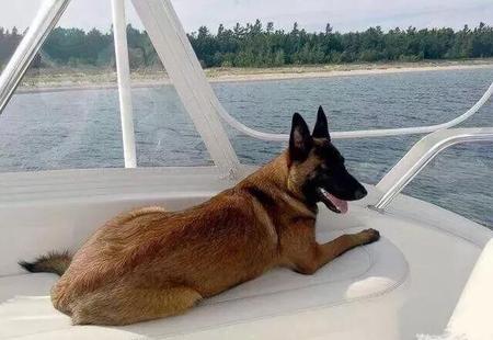 训练马犬最简单的办法(马犬好训吗)