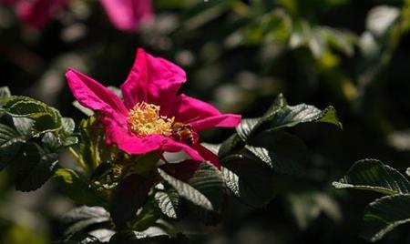 真正的玫瑰花有几种颜色(白玫瑰粉玫瑰黄玫瑰代表什么)