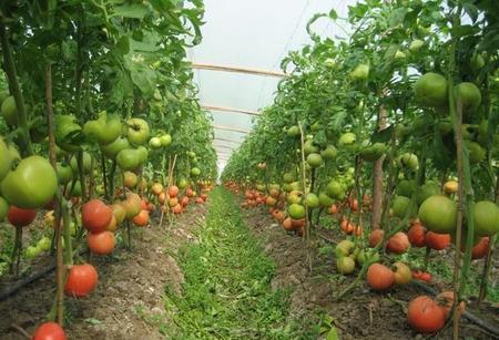 西红柿什么品种最好产量又高(什么品种的西红柿产量高)