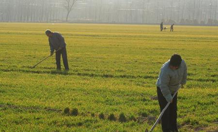 麦蒿的种子功效与作用