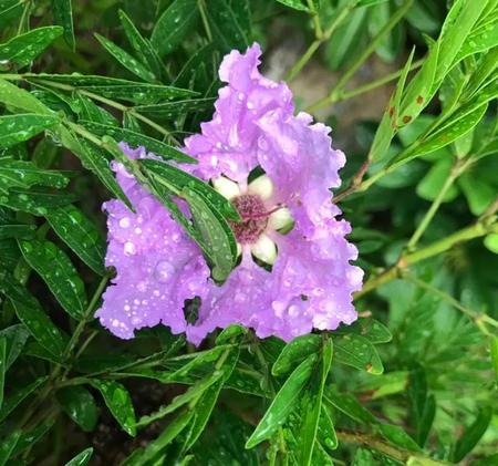 爱却不能爱(相爱又不能爱的诗句)