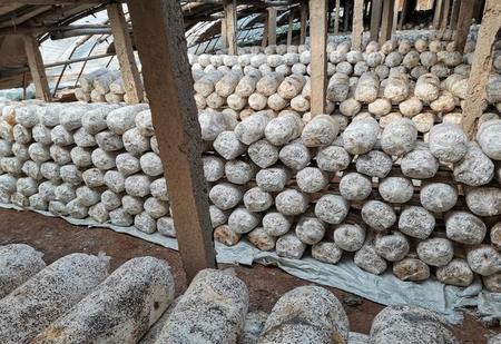 大棚种植蘑菇(大棚种植蘑菇怎么种植技术)