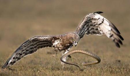 老鹰吃毒蛇会中毒吗(老鹰吃毒蛇为什么不中毒)