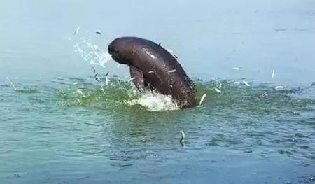 我国灭绝的动物有哪些