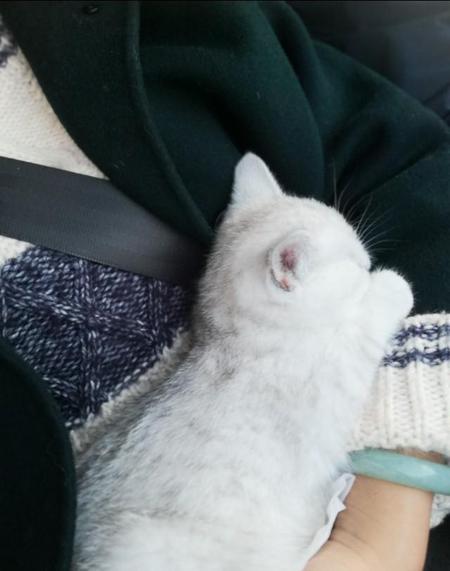 银渐层猫多少钱一只?银渐层猫价格行情?