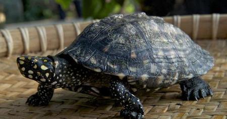 死乌龟和冬眠乌龟有什么区别?(乌龟冬眠好还是不好)